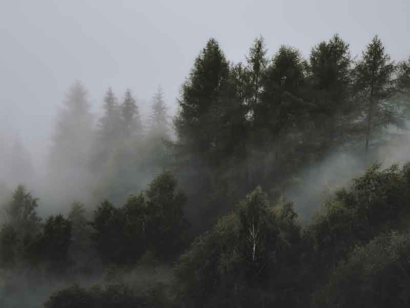 Forestry & Agriculture